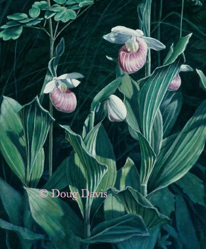Pink and white lady’s slipper flowers among deep green leaves