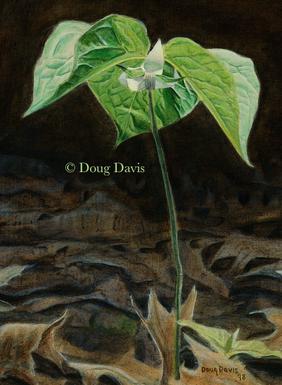 A small green woodland plant emerging through leaf litter