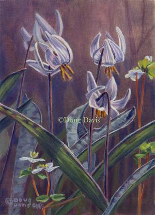 Delicate purple shooting star wildflowers