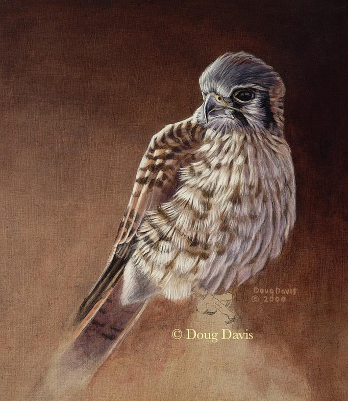 A kestrel perched against a dark background