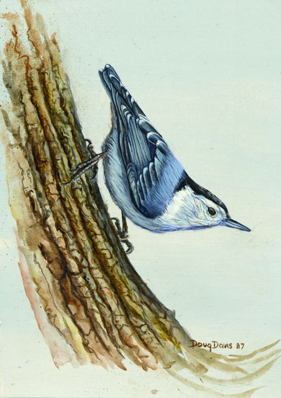 A nuthatch clinging to the side of a tree trunk
