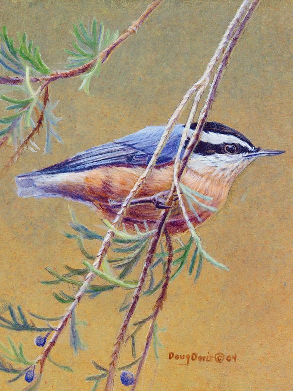 A small red-breasted bird perched on a pine branch